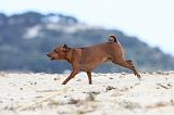 PINSCHER NAIN 005